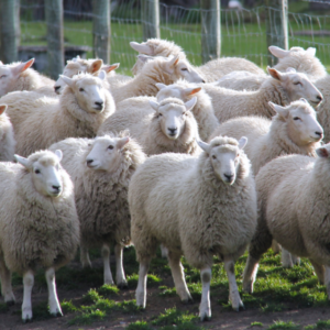 Awasi Sheep