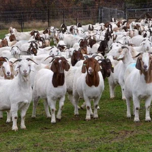 Boer Goats