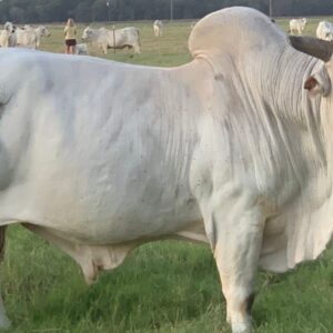 Brahman Bulls