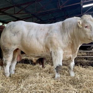 Charolais