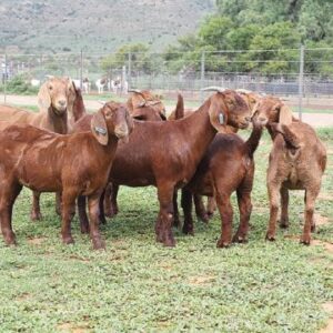 Kalahari Sheep
