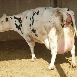 Pregnant Heifers