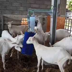 Saanen Sheep